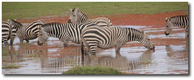 Zebras